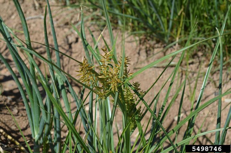 Stalk with inflorescence and leaves