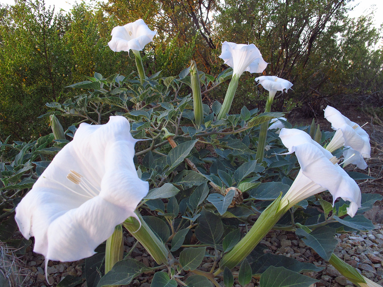 Side view of white bell-shaped flowers on a large spreading plant base with large leaves.
