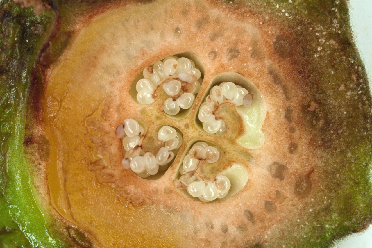 Extreme close-up of seedpod showing developing seeds.