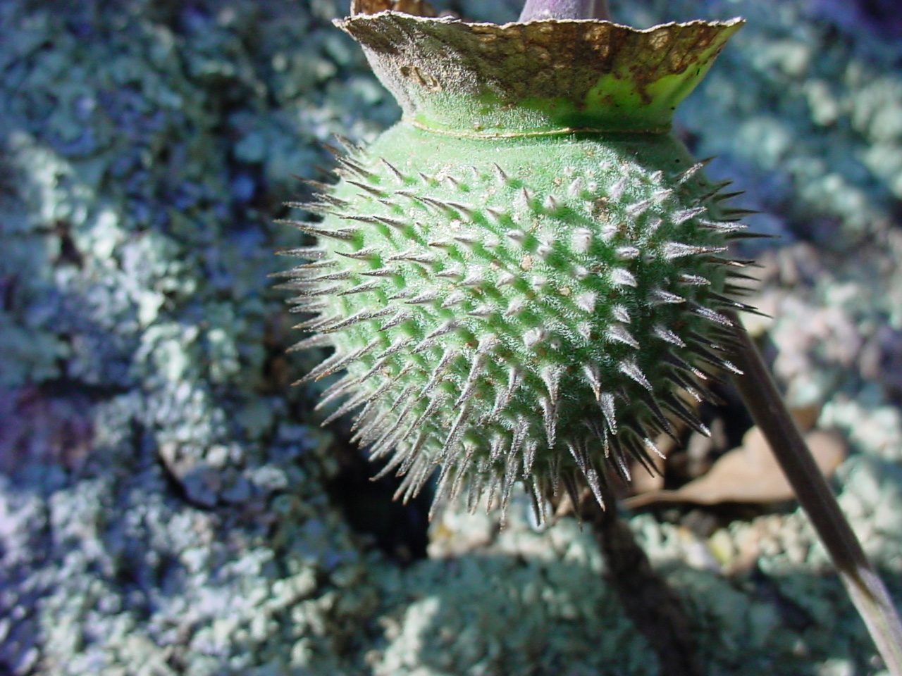 Spiny round seed pod, green.