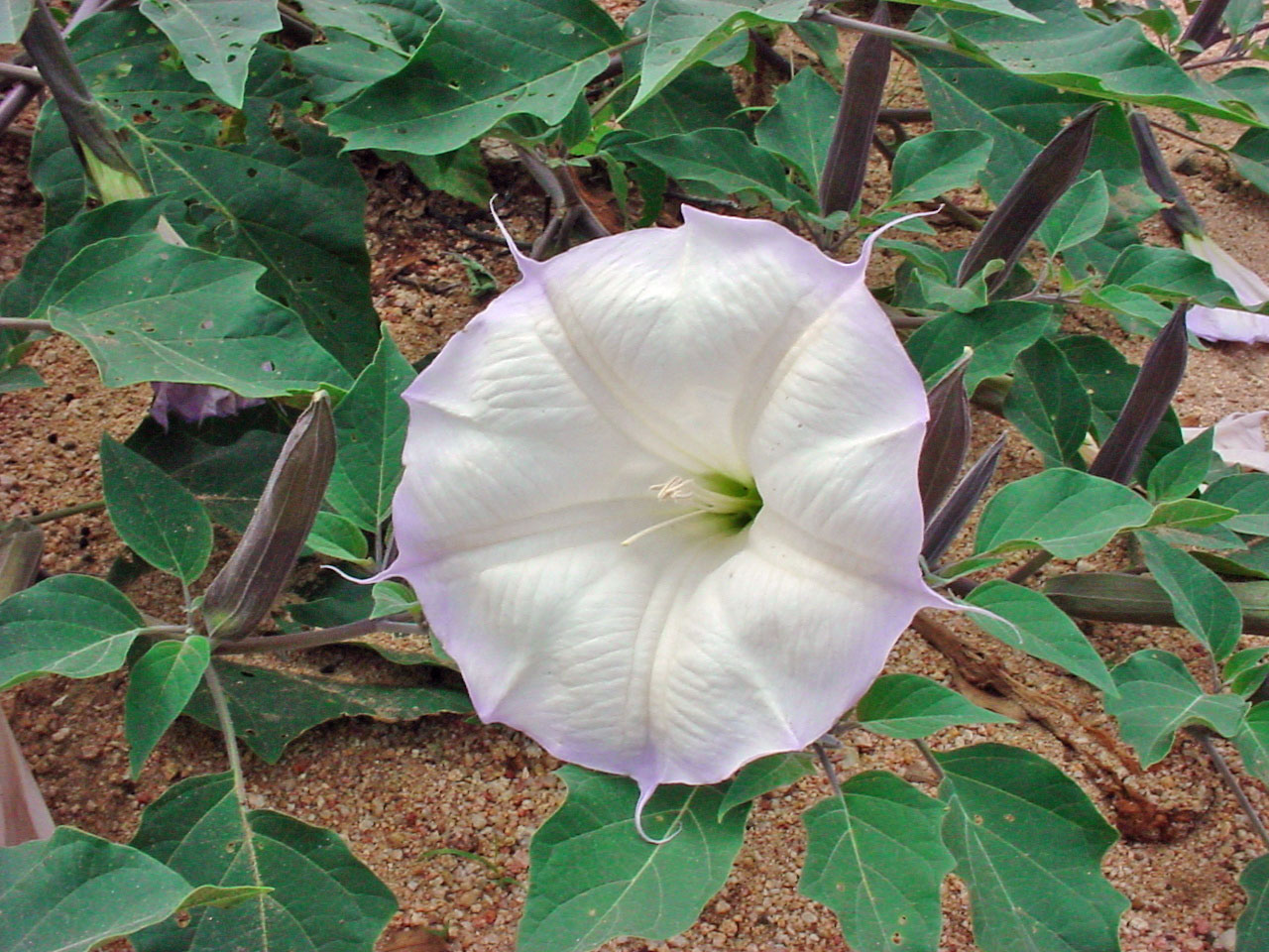 Large white peeled-back bell-shaped flower with prominent stamen, green leaves and reddish sand behind it.