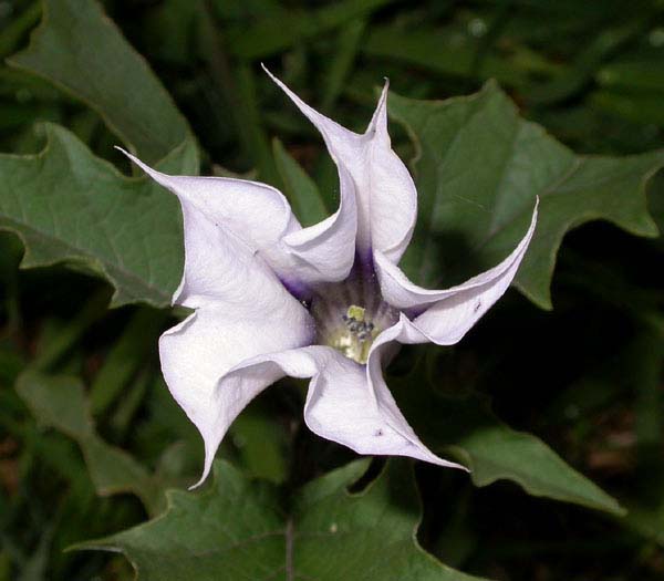 White flower with dramatically pointed petals in a pinwheel formation