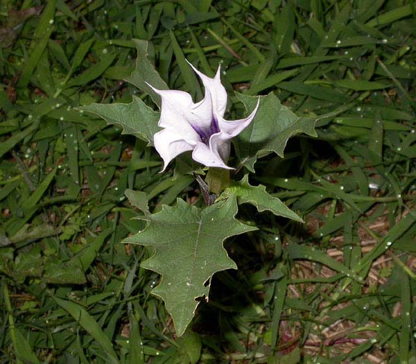 Twisted bell-shaped flower, white, with large sharp-tipped green leaves behind it.