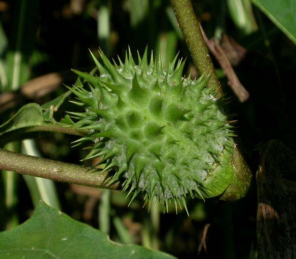 A green, spiny seedpod