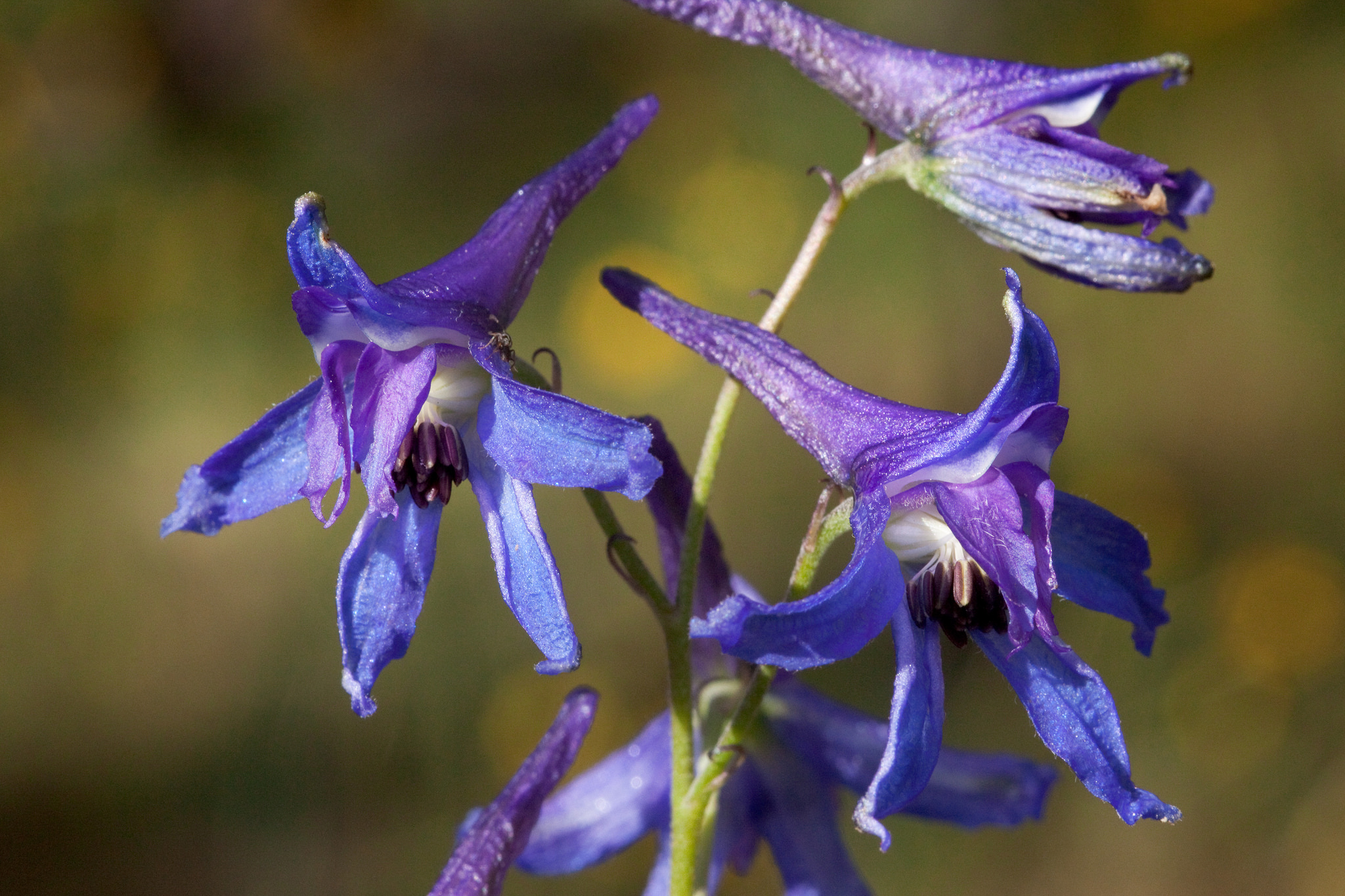 Delphinium scopulorum flowers in deep violet with prominent spurs