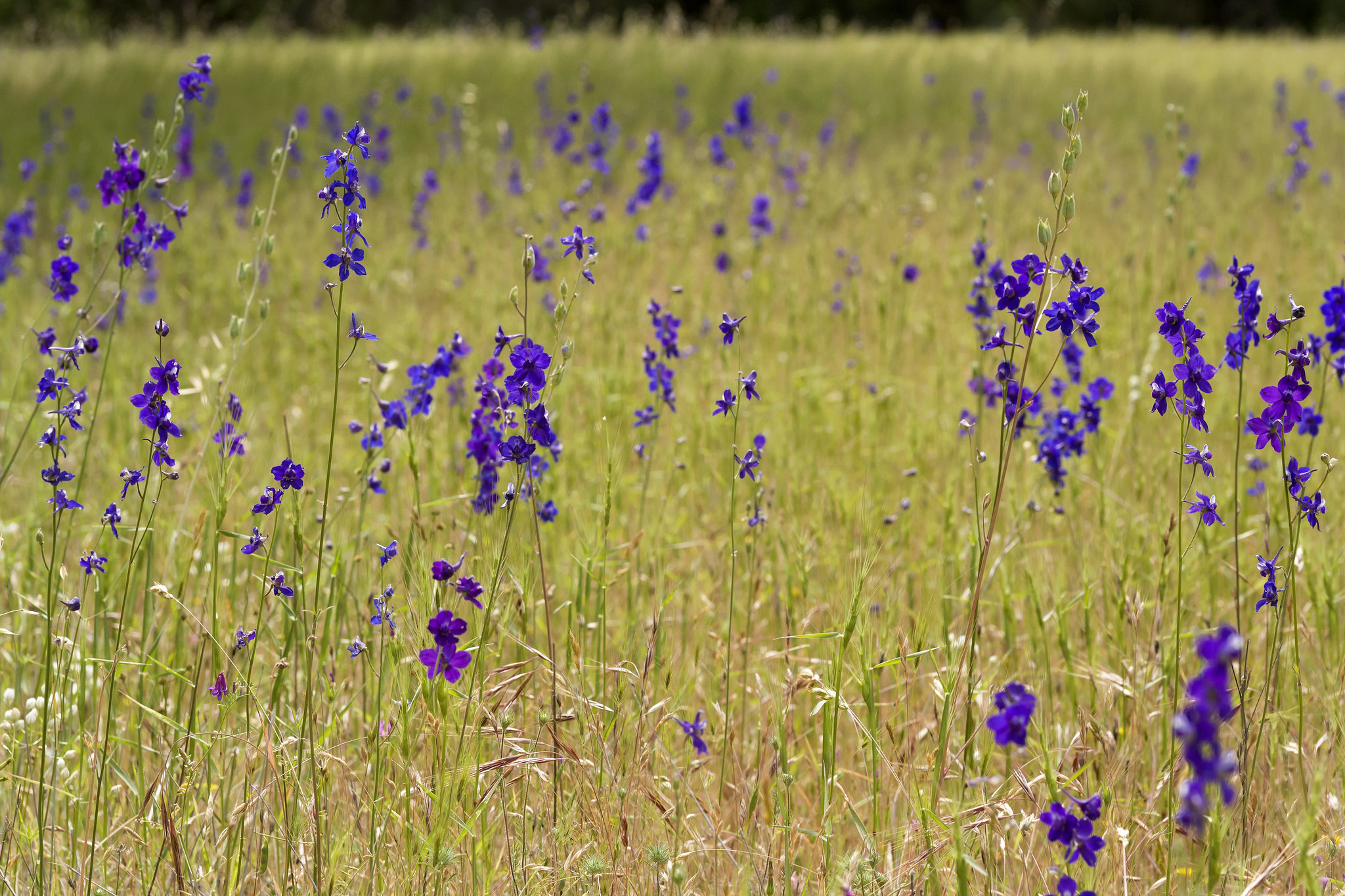 Delphinium hansenii in grassland habitat