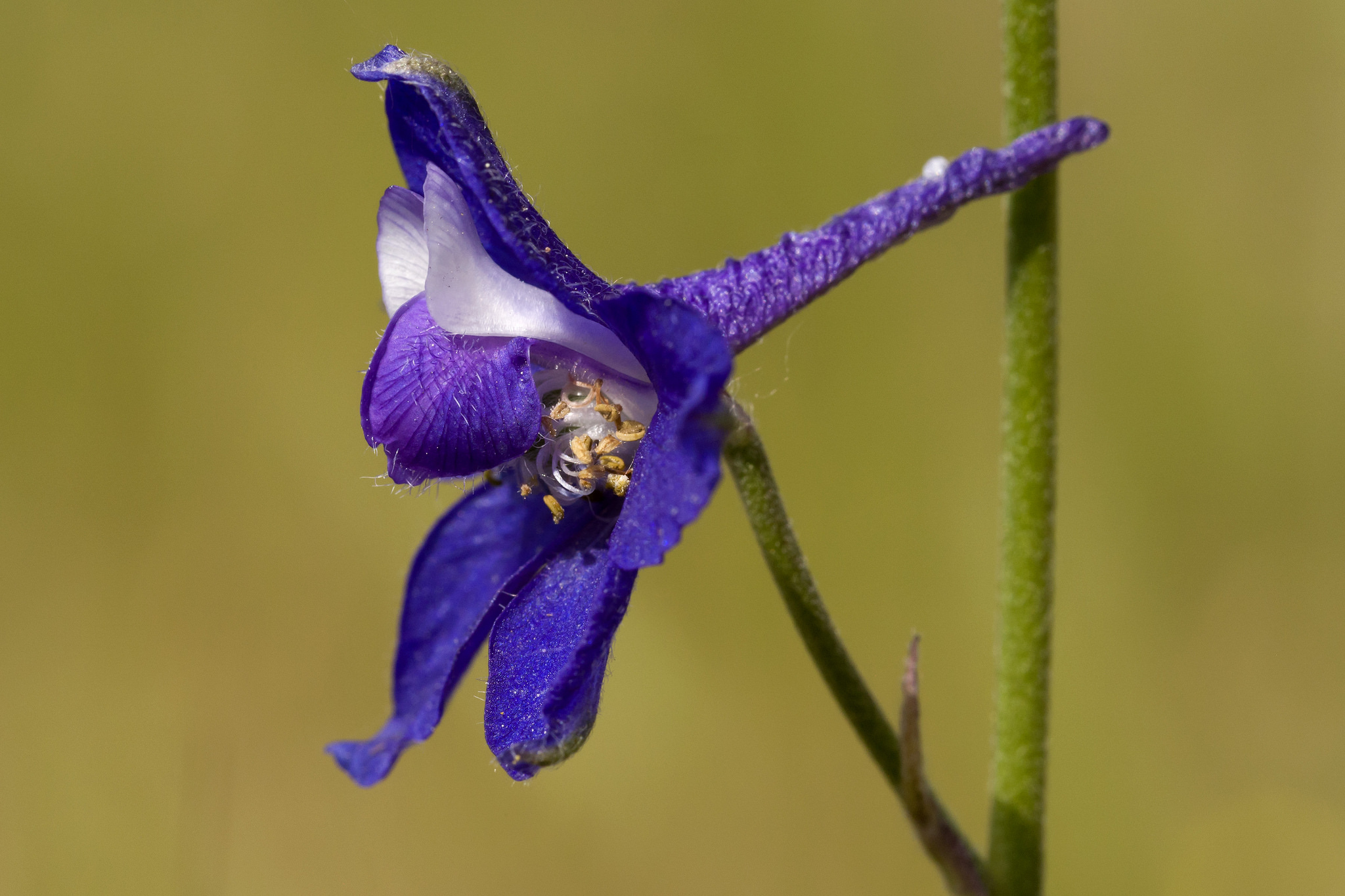 Delphinium hansenii showing white and violet petals and sepals and characteristic spur