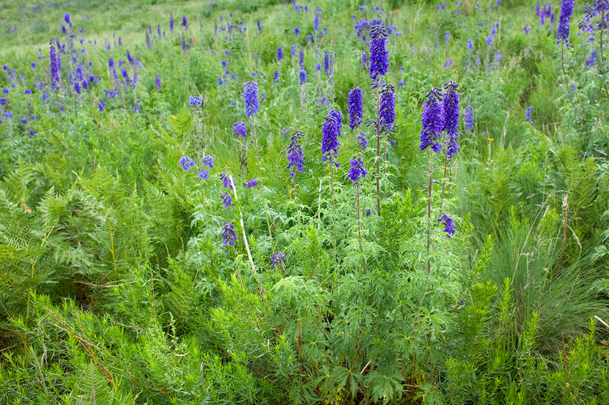 Delphinium geraniifolium with racemes of densely clustered purple flowers