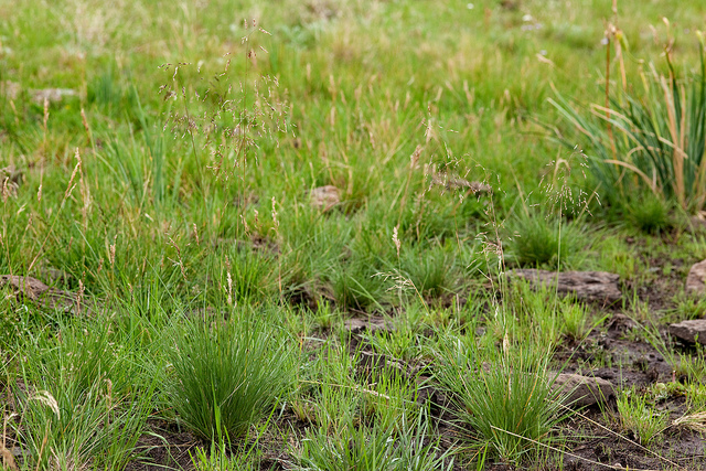 Grassland habitat with a number of tufts of horsegrass