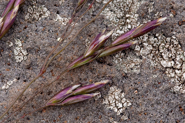 Spikelets with several dark purple flowers