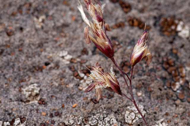 Flowers in bloom with feathery, light yellow stigmas (floral parts) peeking out of purple-red protective paleas