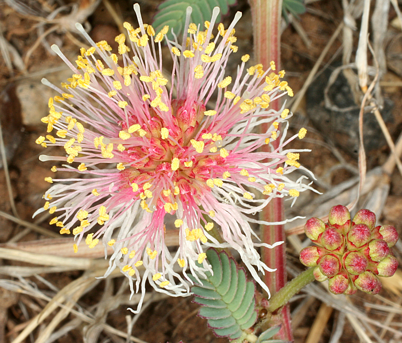 Red and white flowerhead with numerous pollen-tipped stamens