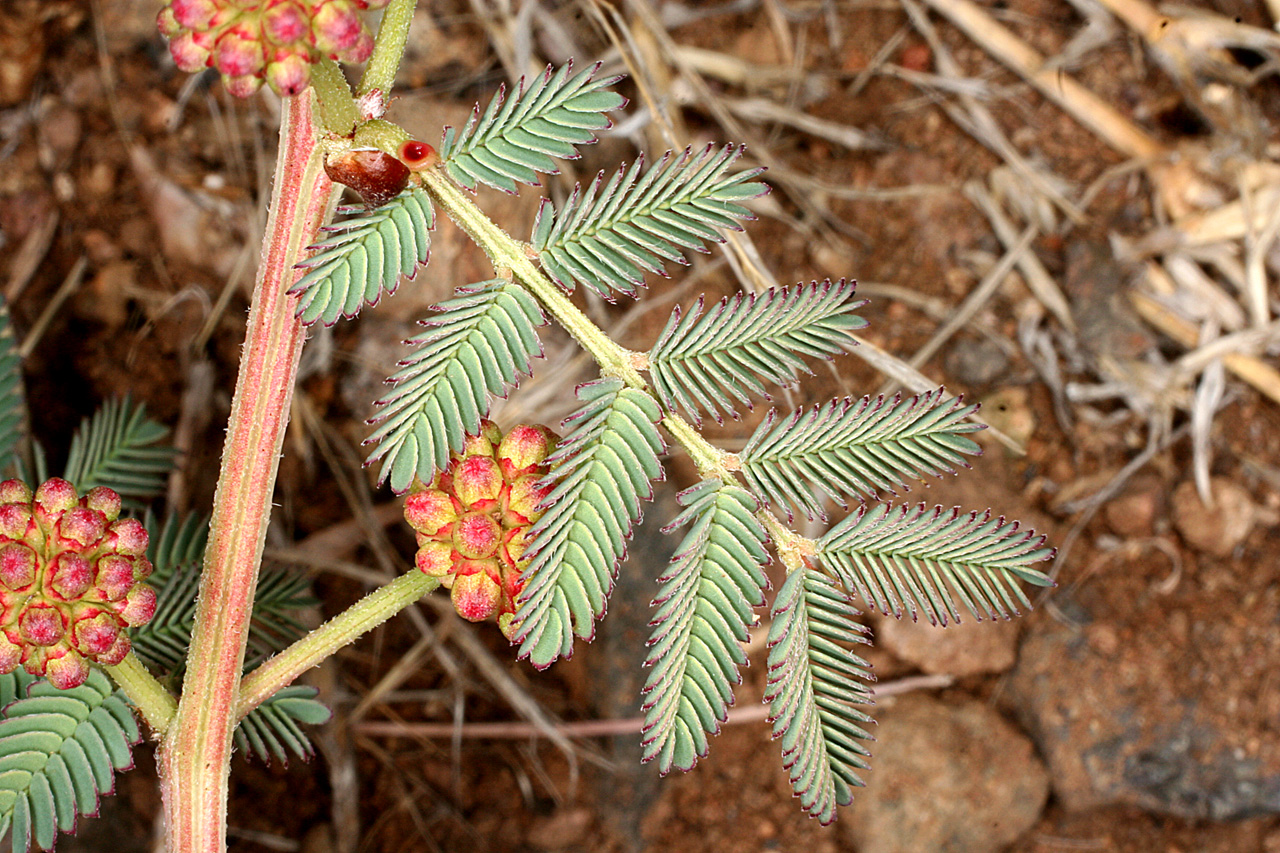 Pinnate leaves, reddish stem, and buds of the plant