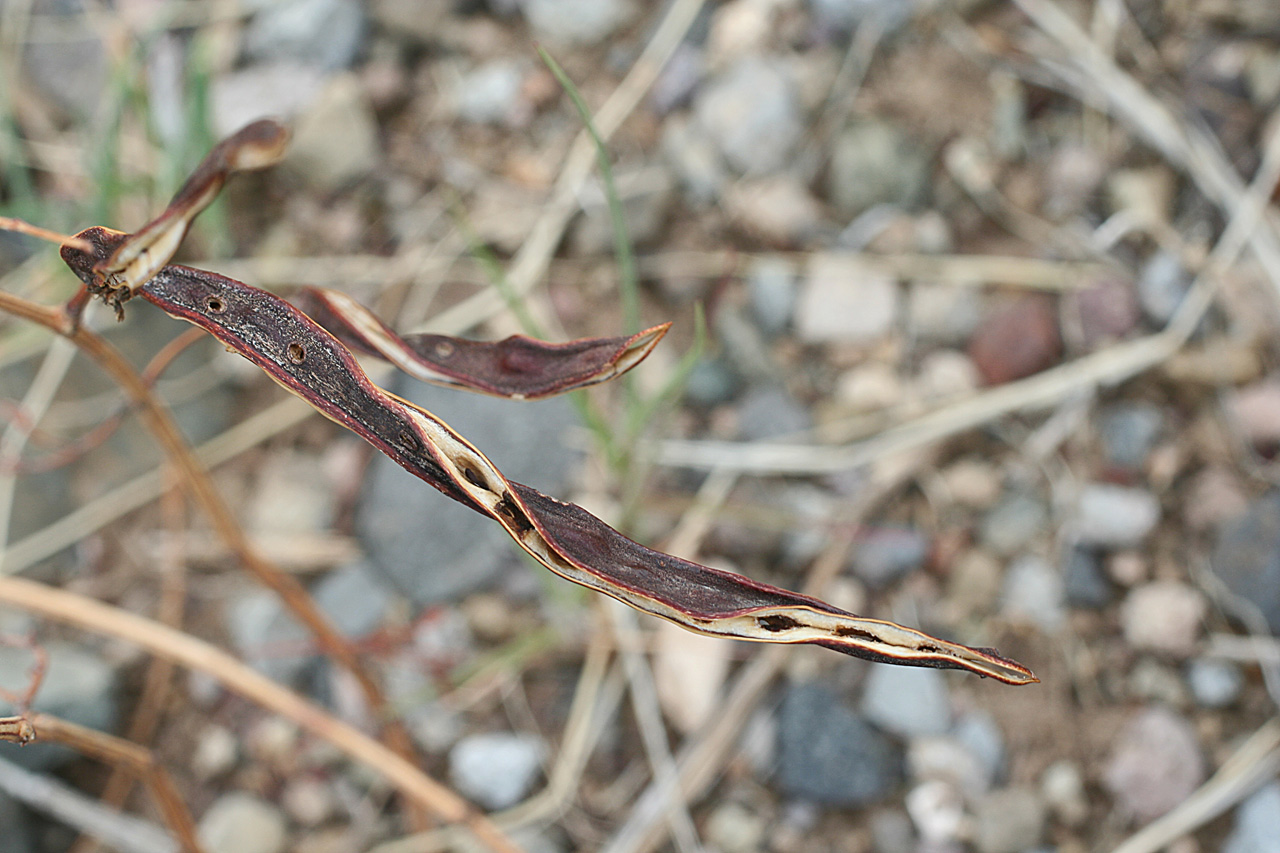 Beanlike seed pods, which dry to a dark brown color