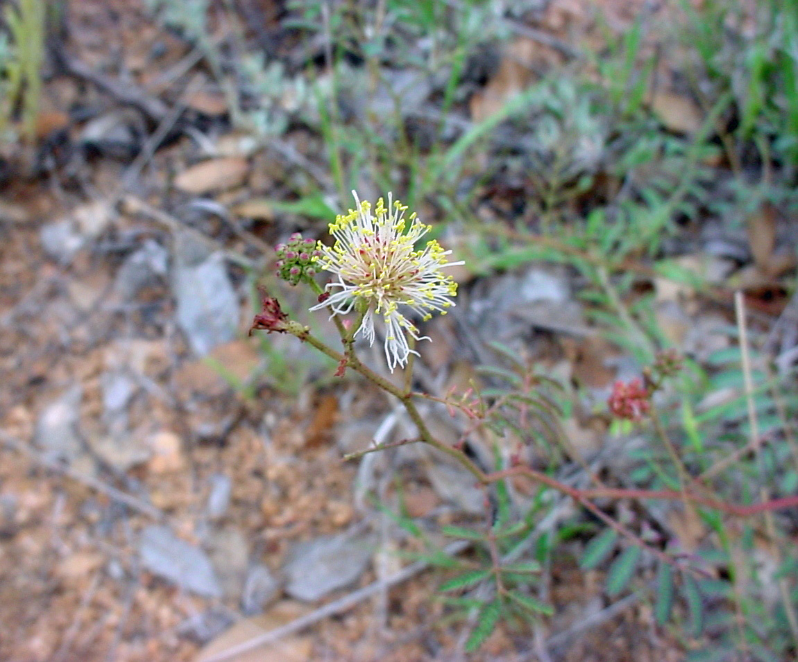 Another flower specimen featuring less red but still possessing abundant stamens and pollen