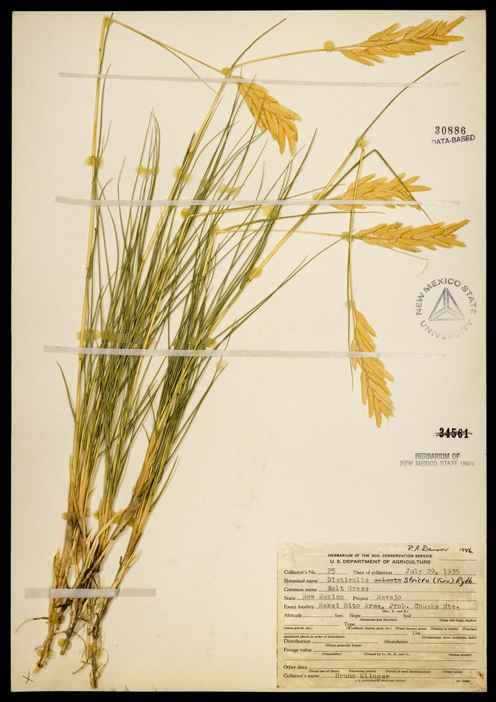 Herbarium specimen showing roots, thin leaf blades, and heavy seedheads of female plants