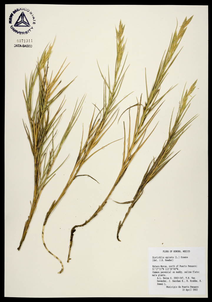 Herbarium specimen showing leaf habit of male plants