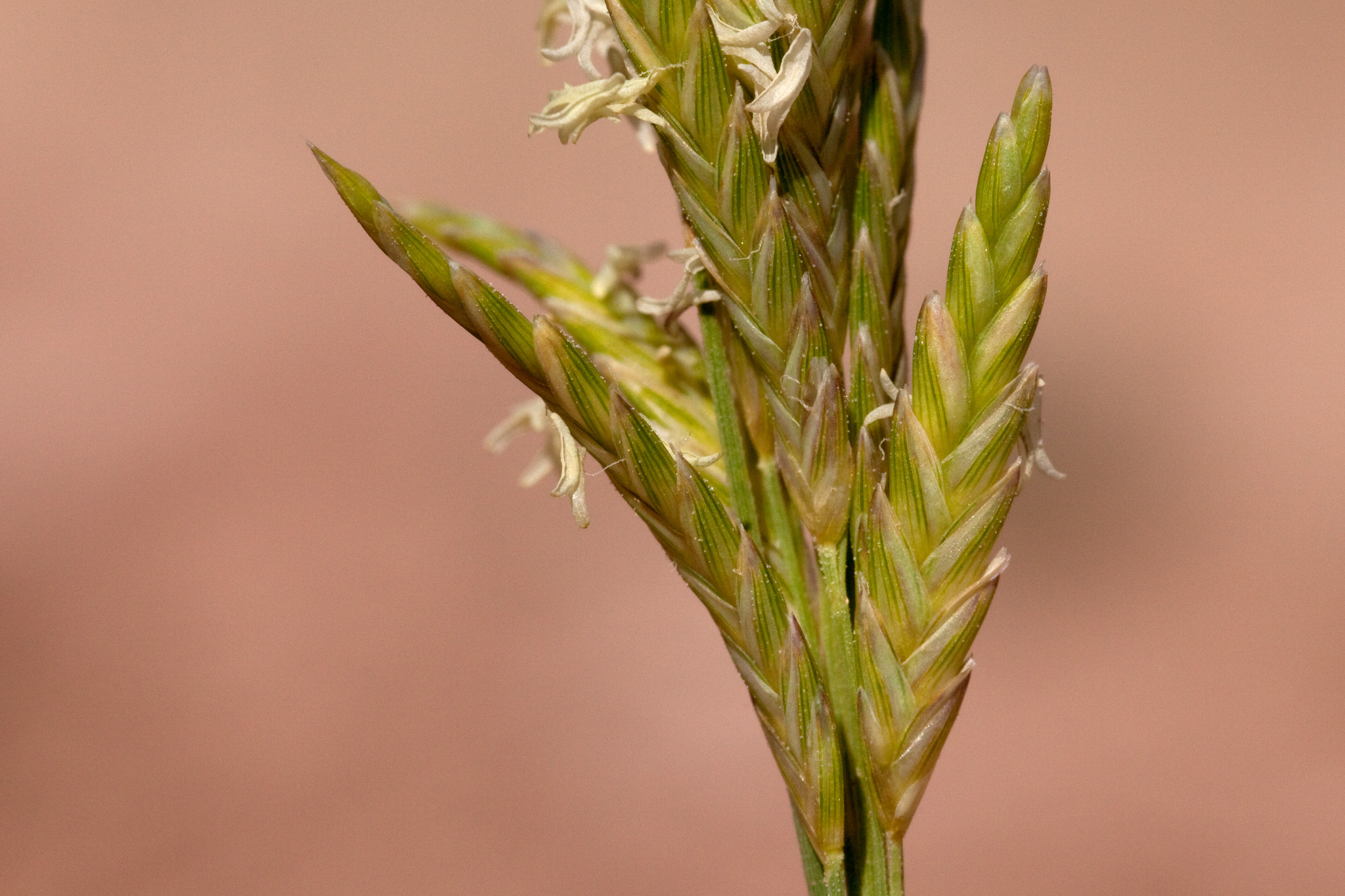 Dense, close arrangement of flowers on spikelets. These are just beginning to bloom.