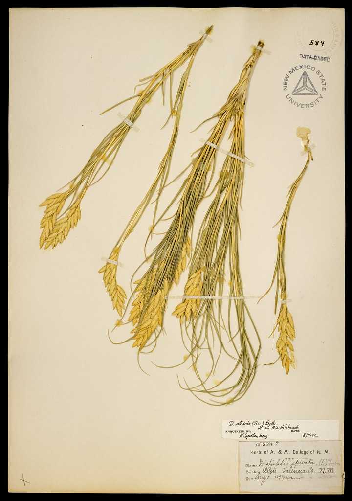 Herbarium specimen showing yellow seedheads
