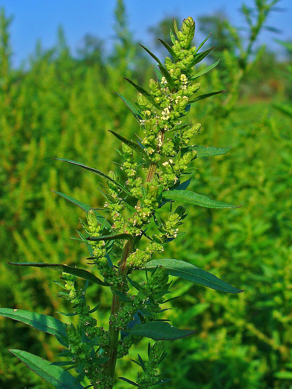 Upper portion of the plant, which contains multiple inflorescences and ovate, toothed leaves