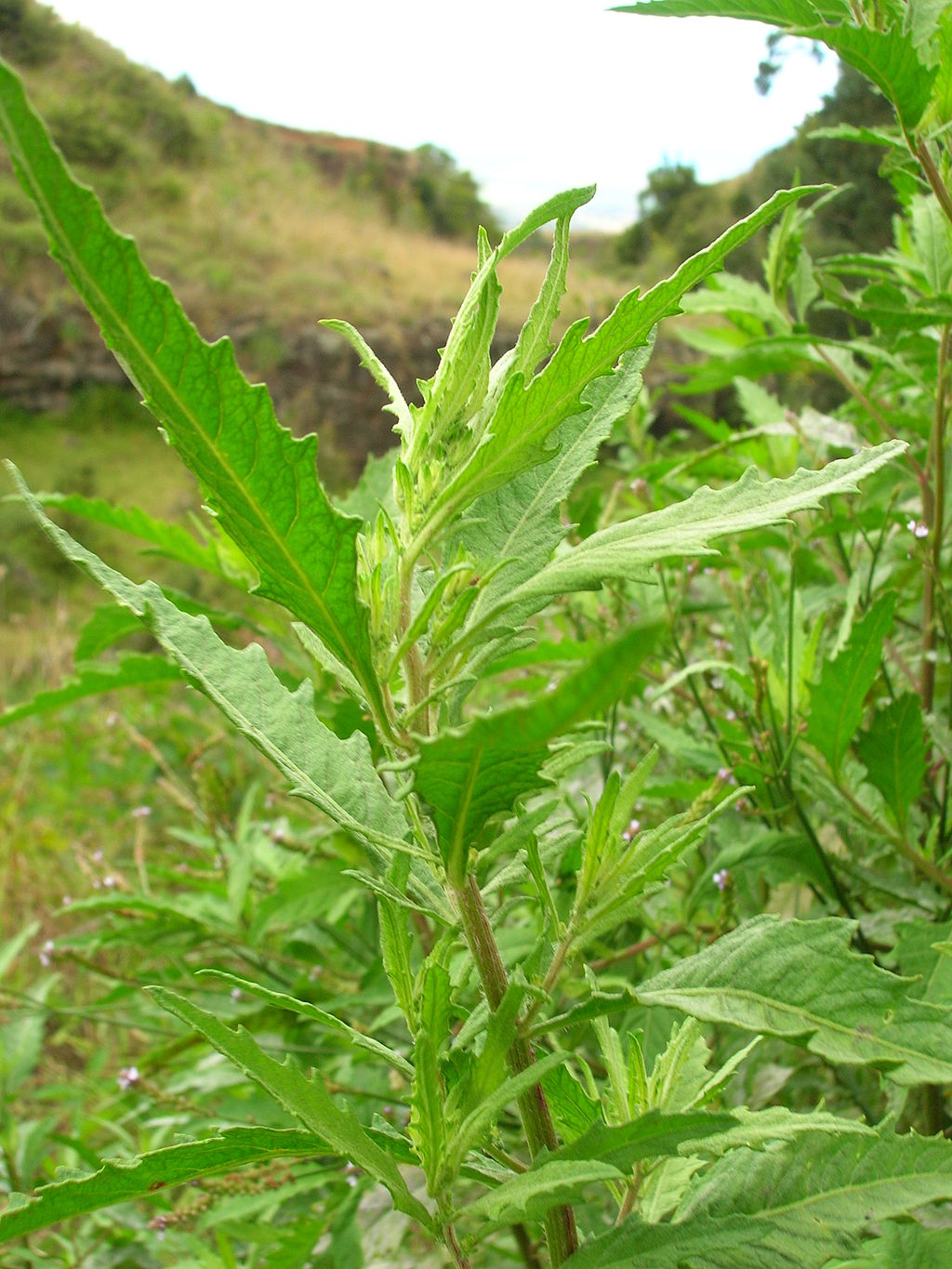 Abundant foliage along the stem
