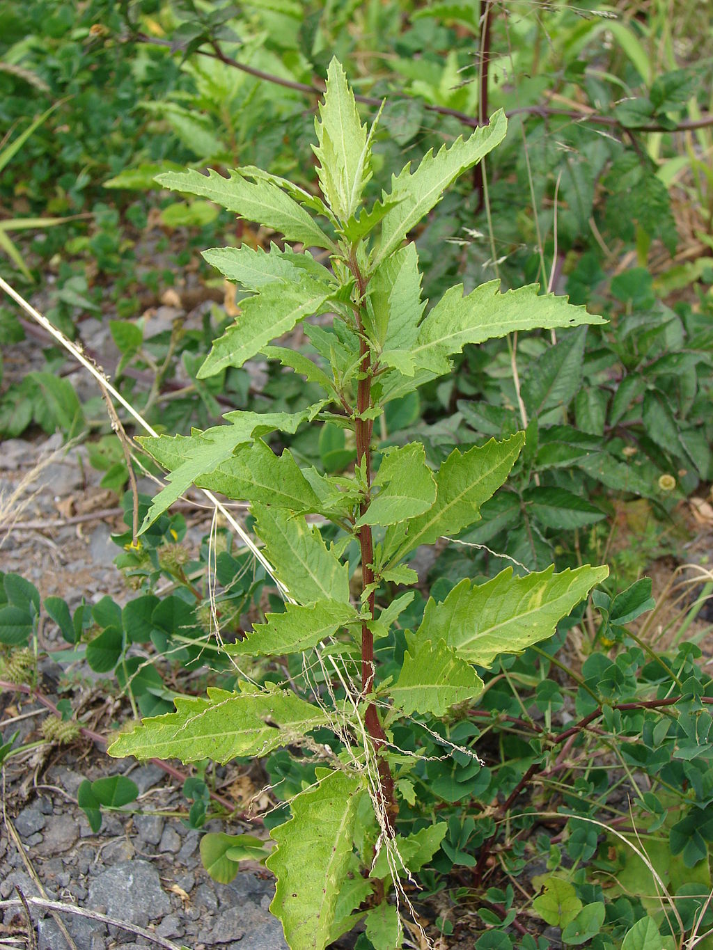 Growth habit of a young plant with dark red central stem