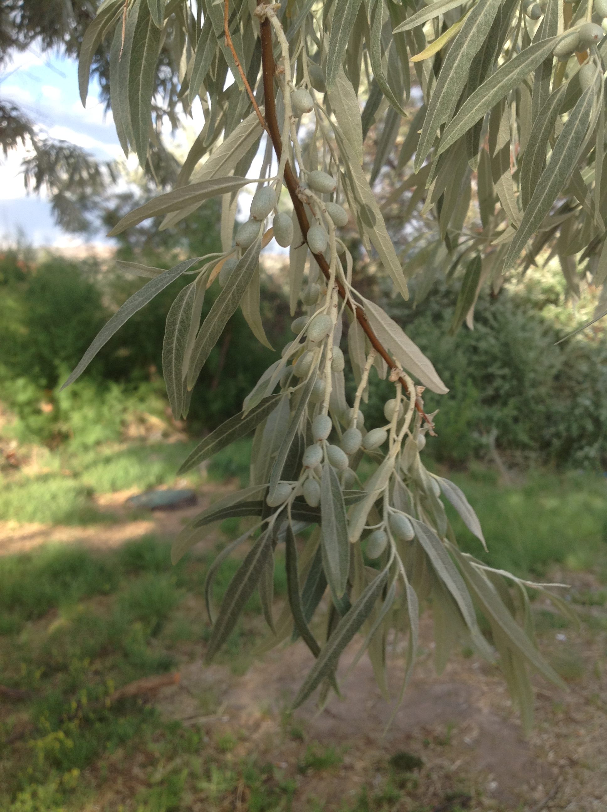 Green fruits at the end of a twig with lanceolate leaves