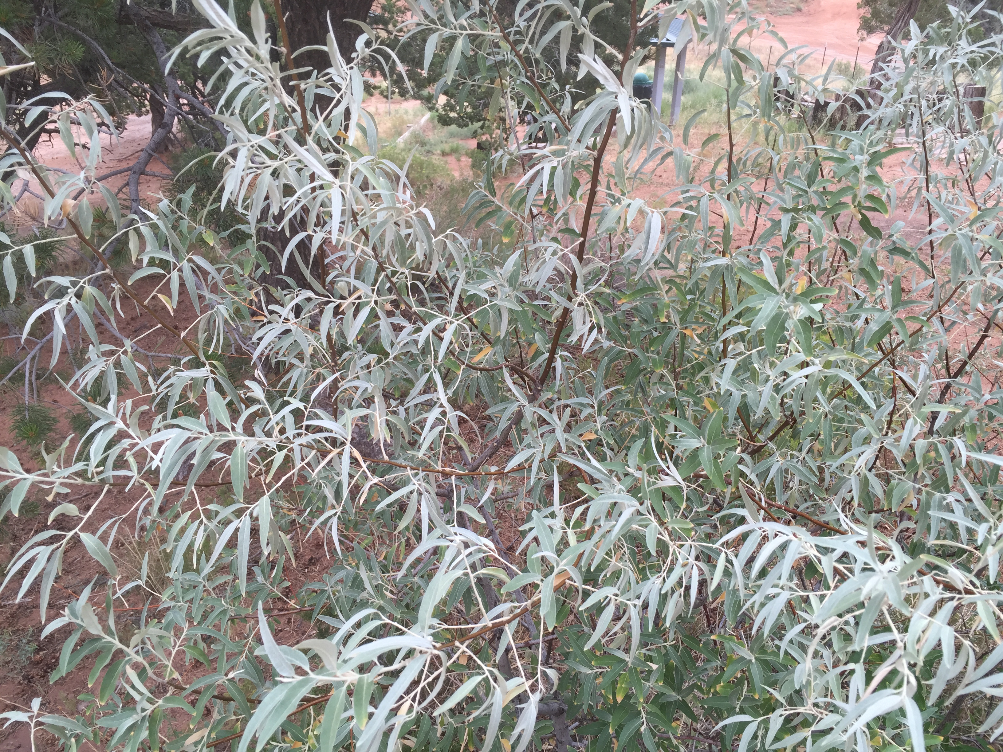 Silvery, lanceolate leaves