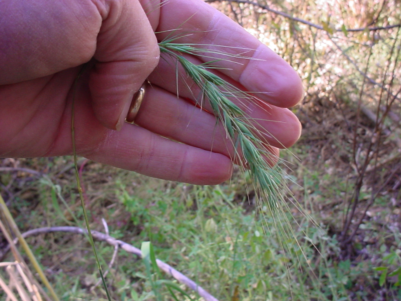 Seedhead with prominent awns