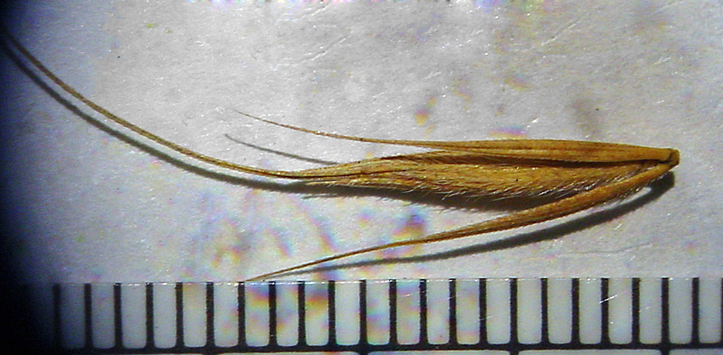 Slightly fuzzy spikelet next to a ruler for scale