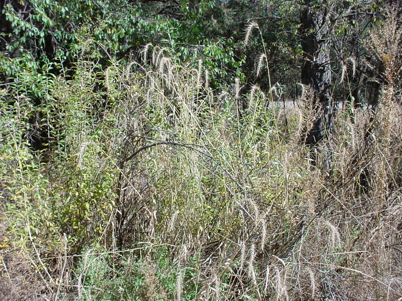 Growth habit with drooping inflorescences