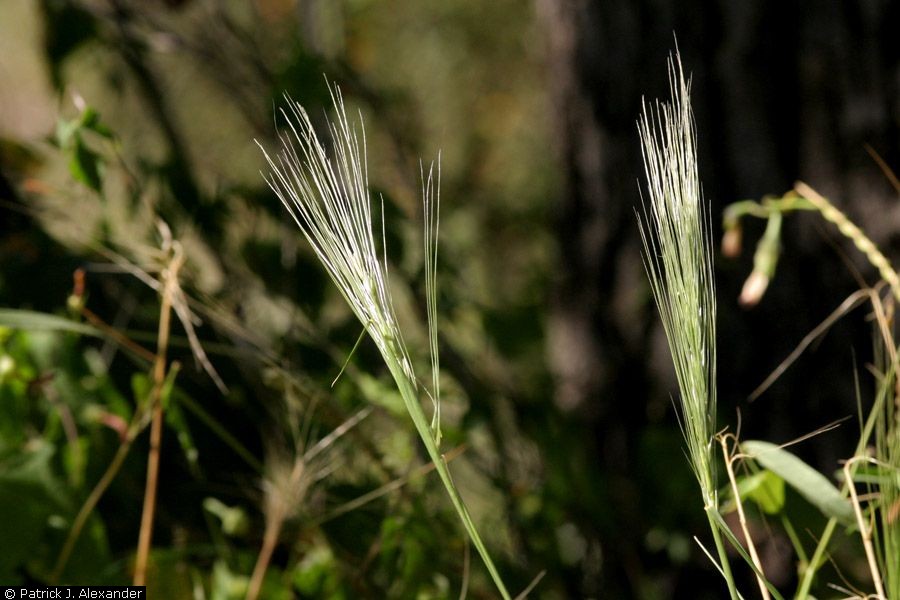 Bushy shape of seedheads, which gives this grass its name. The bristly appearance is due to the awns.