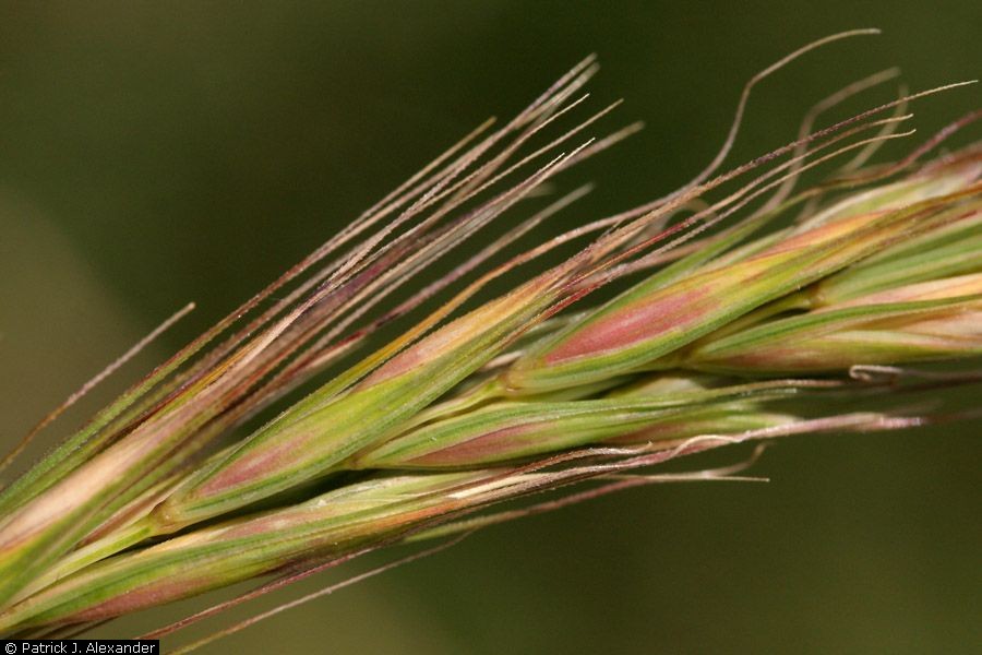 Red-tinged seeds and awns aligned along spike