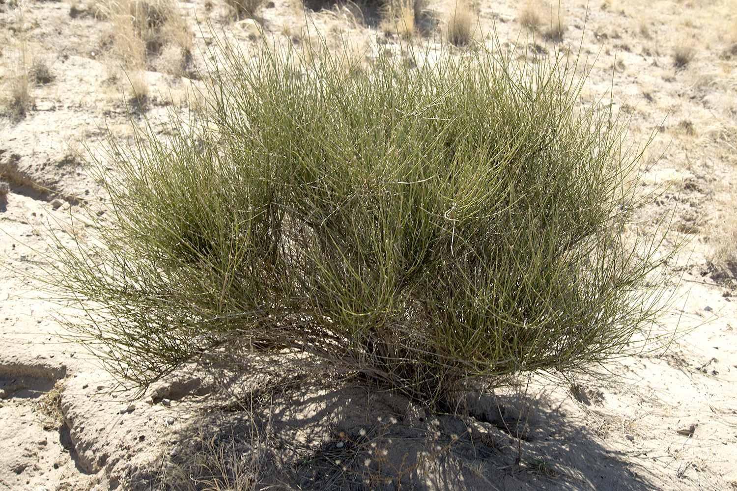 Bushy and broomy growth habit and dark foliage