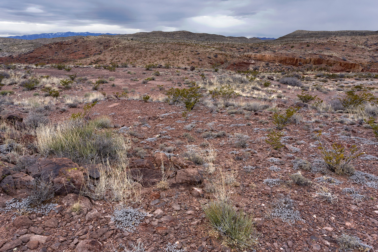 Barren brushland habitat