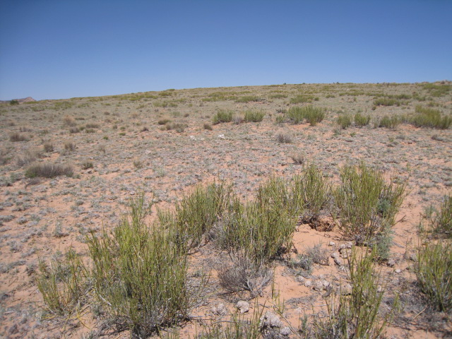 A slightly more vegetated brushland habitat with a number of plants growing together