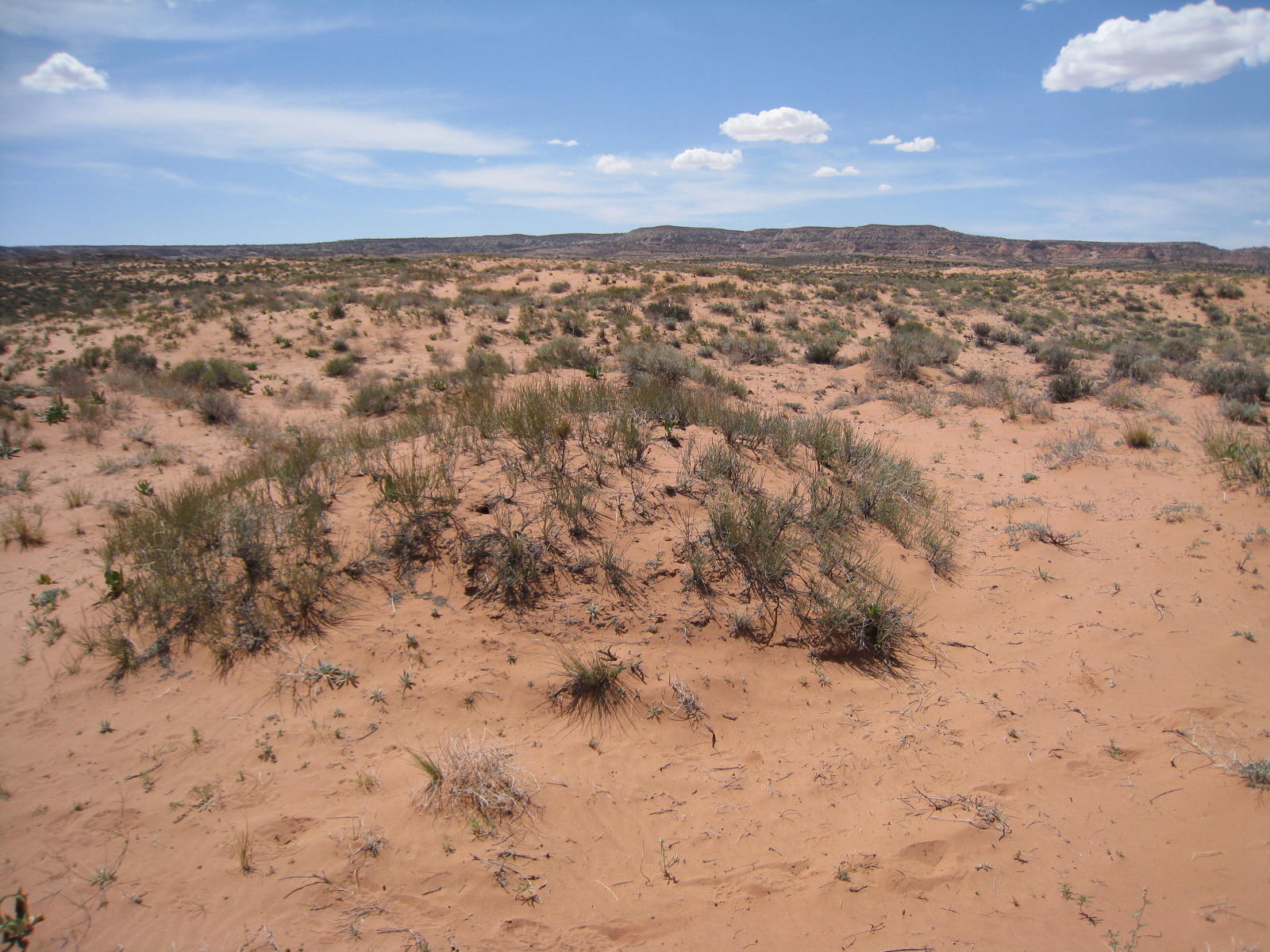 Ephedra can grow in very rocky, dry areas