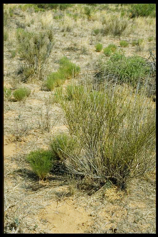 Growth habit showing the numerous twigs