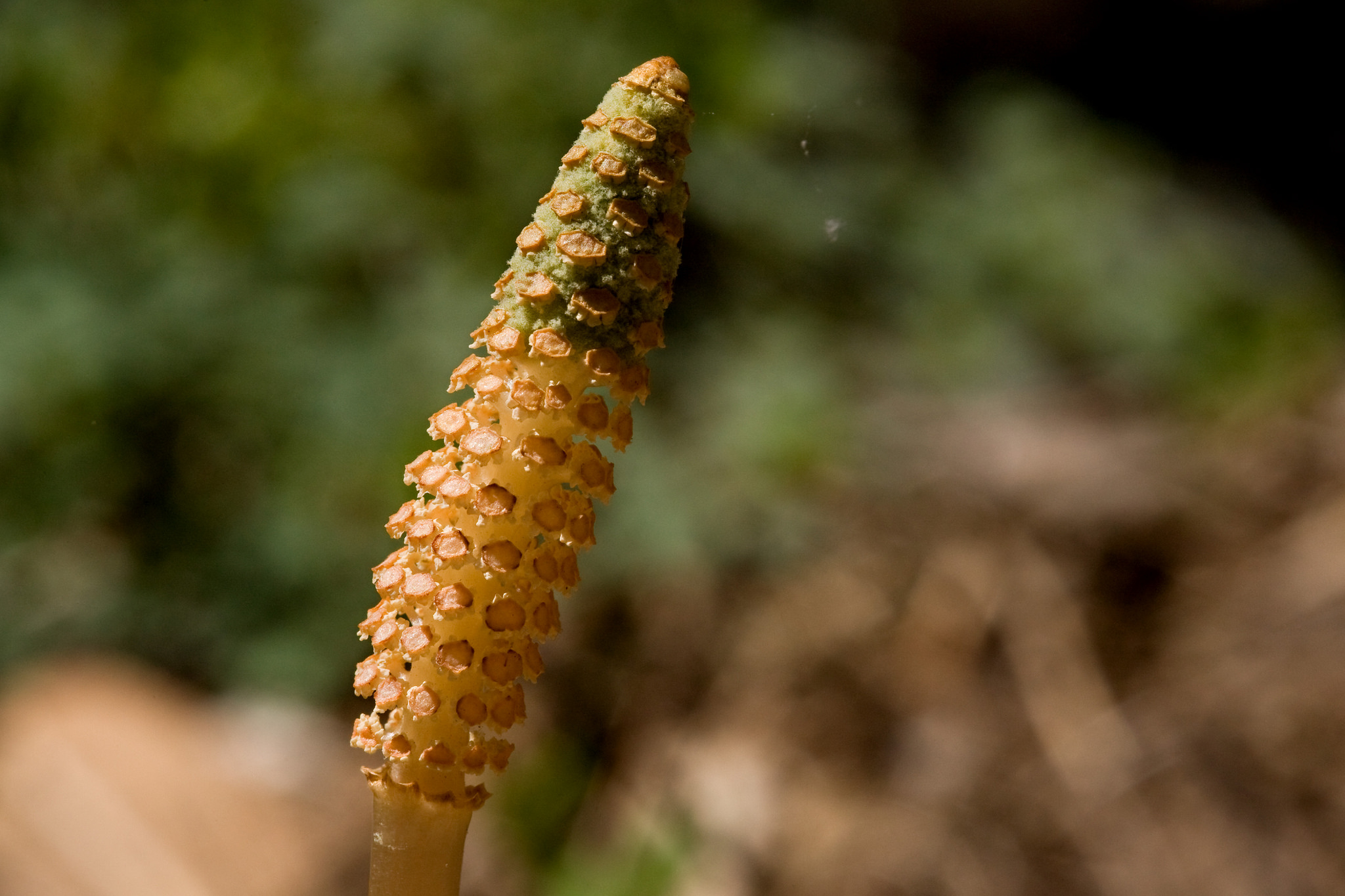 Orange cone with a green tip at the top of a stem