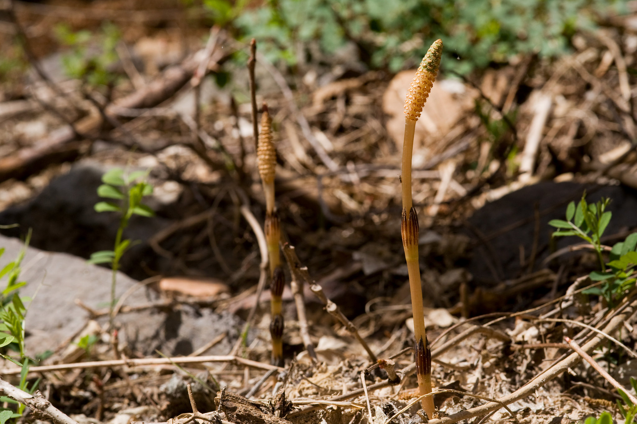 Growth habit showing single orange-yellow stem, dark stem joints, and cone. This is the form the plant takes in spring.