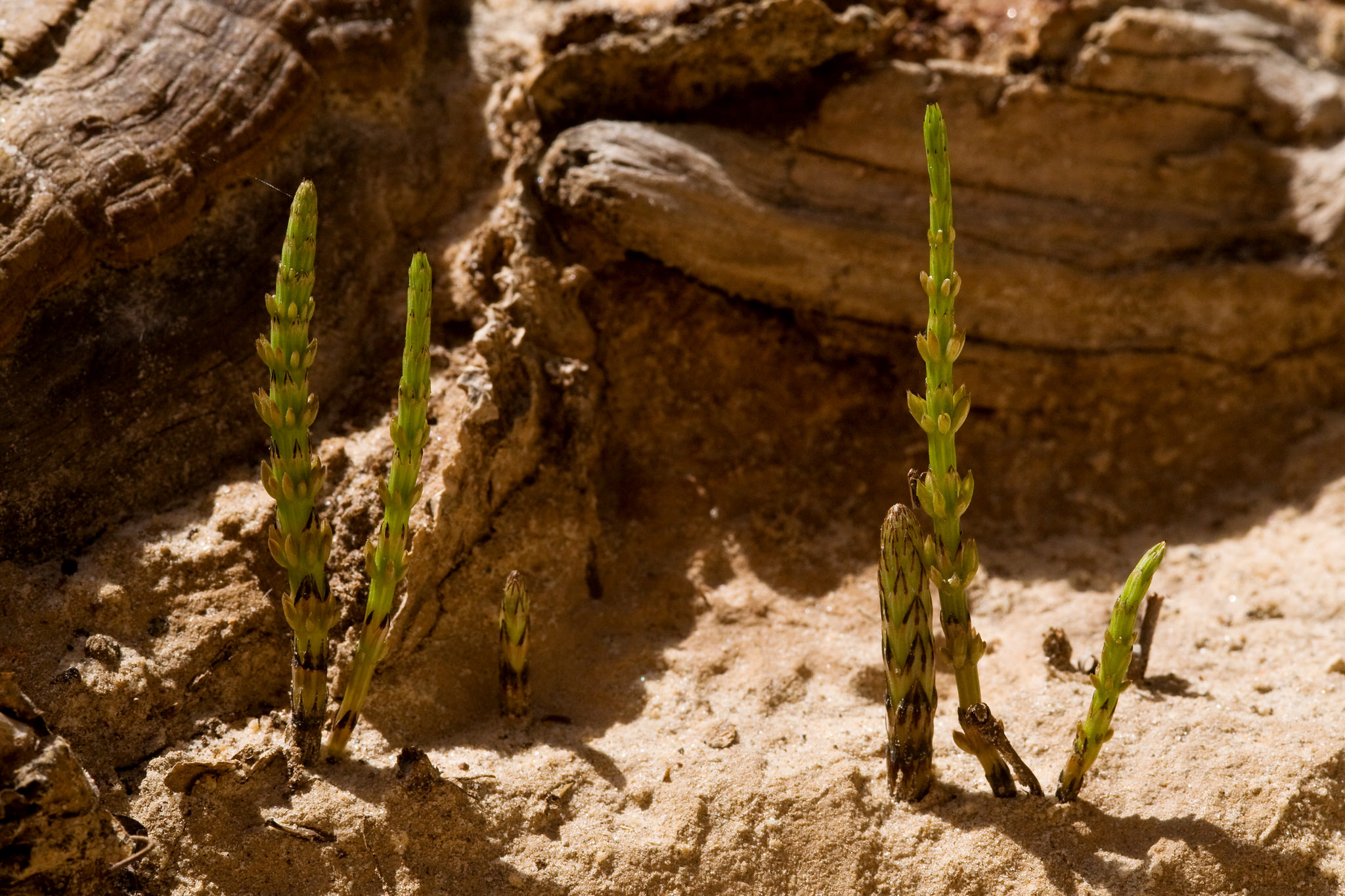 Secondary stem that grows later in the life cycle of horsetail. It is erect, with whorls of tiny branches.