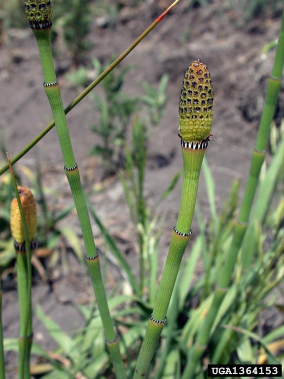 An orange and green cone atop a multi-jointed stem marked by thin, dark lines