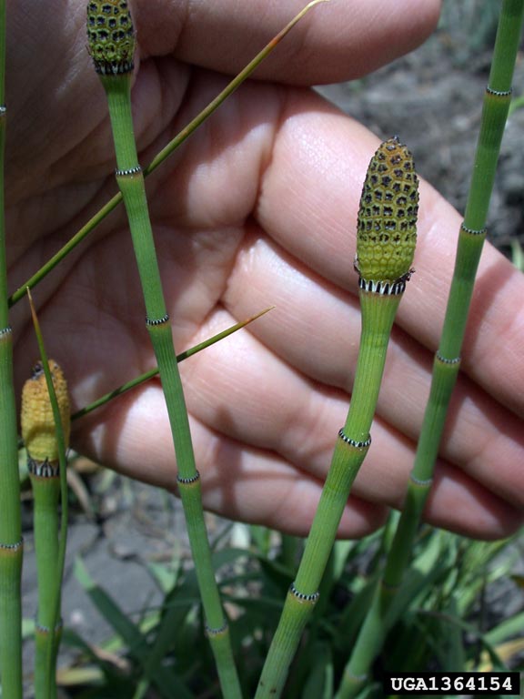 An orange and green cone atop a multi-jointed stem marked by thin, dark lines