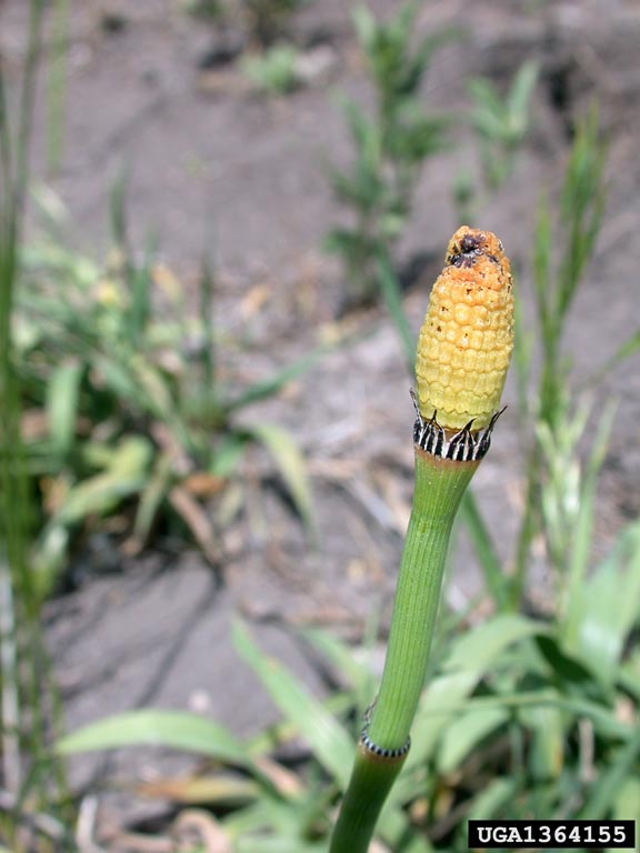 Close-up of cone with dark band just beneath it