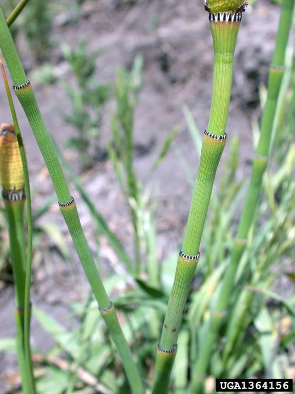 Jointed stems marked by dark lines