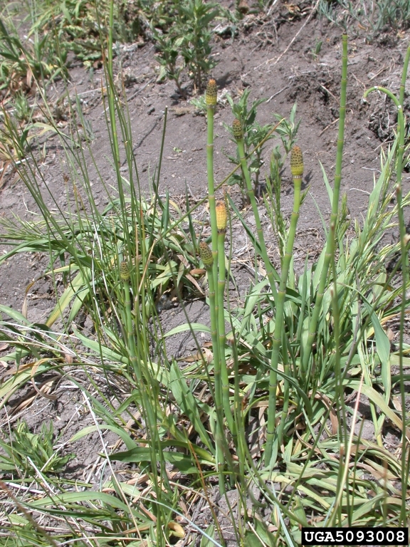 Growth habit in small clusters