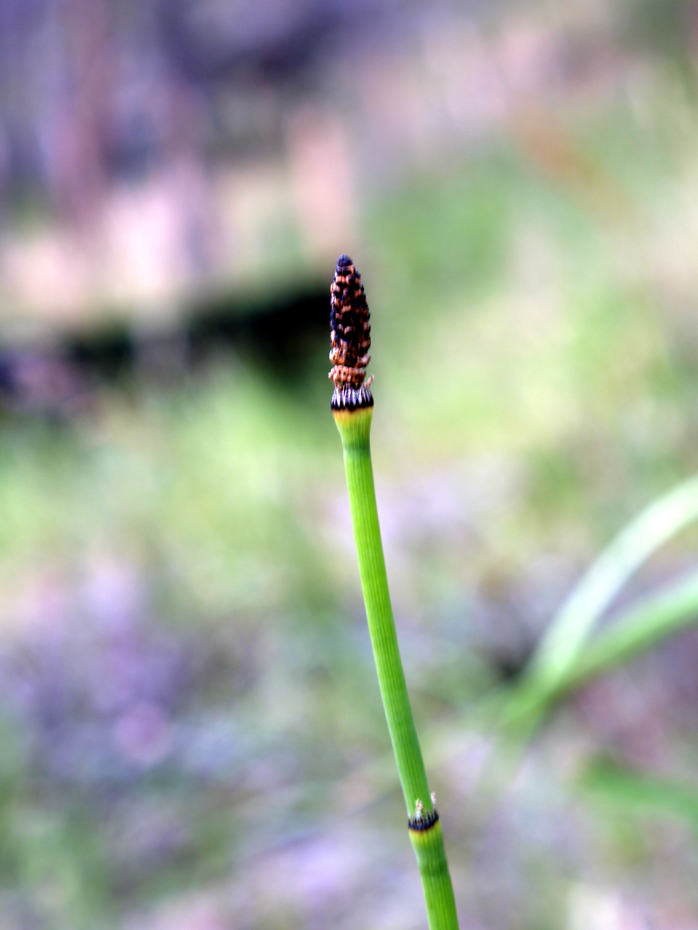 A dark cone at the tip of a stem