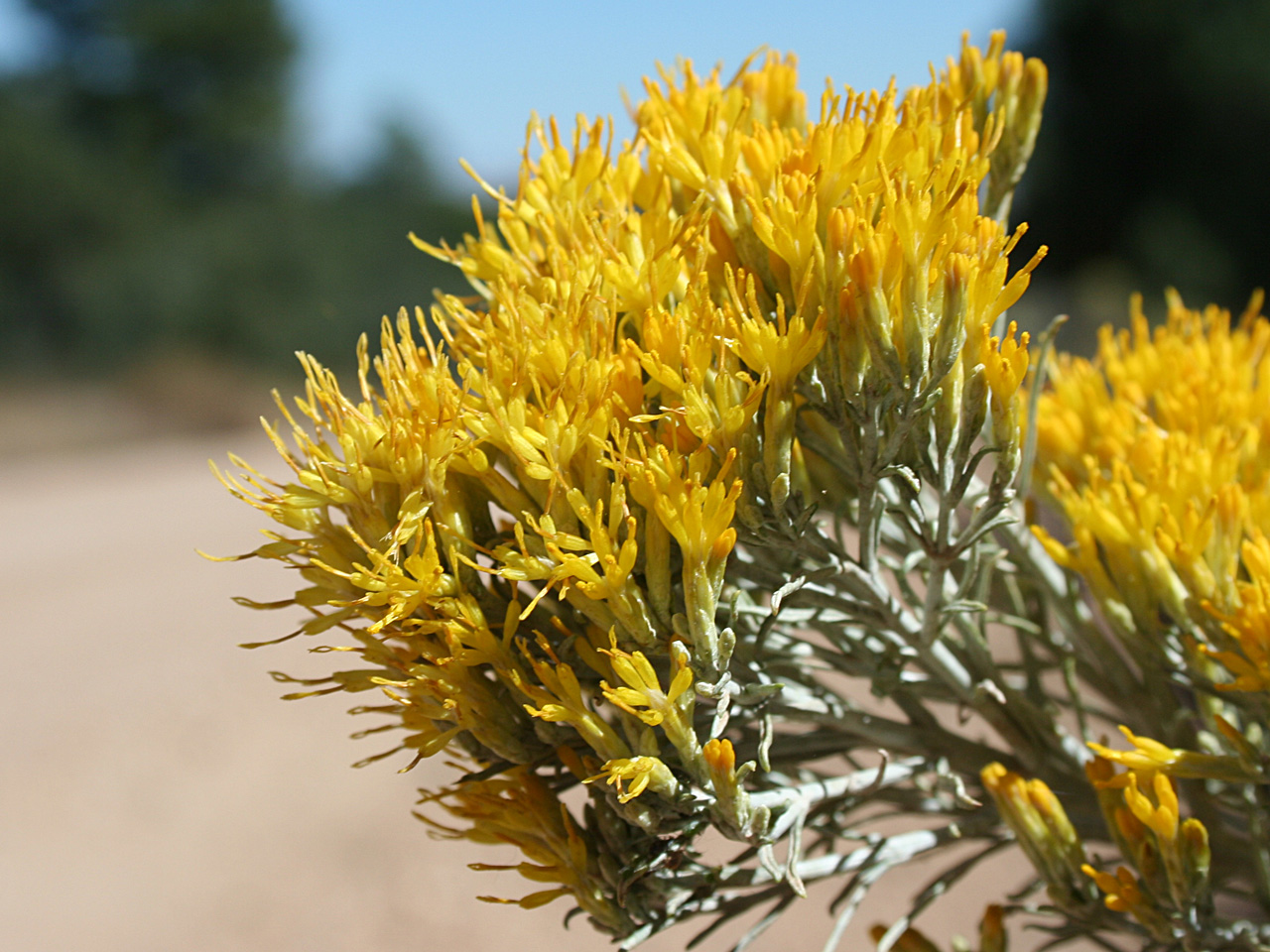 Close-up of small yellow flowers arranged at the end of white stems