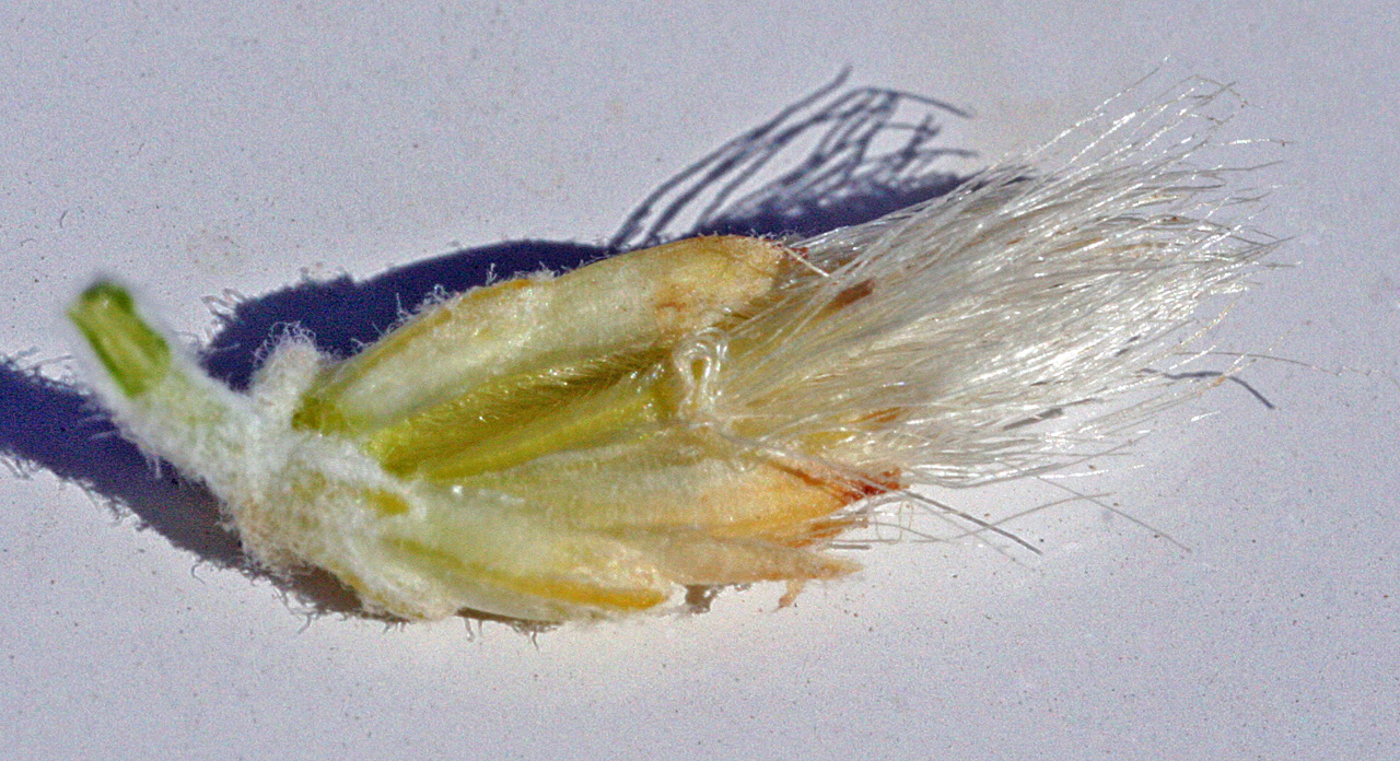 Close-up of seedhead with fringed white hairs at its top.