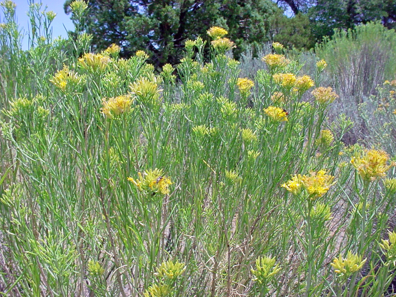 Tall green stems with abundant green narrow leaves and sparse yellow flowerheads.